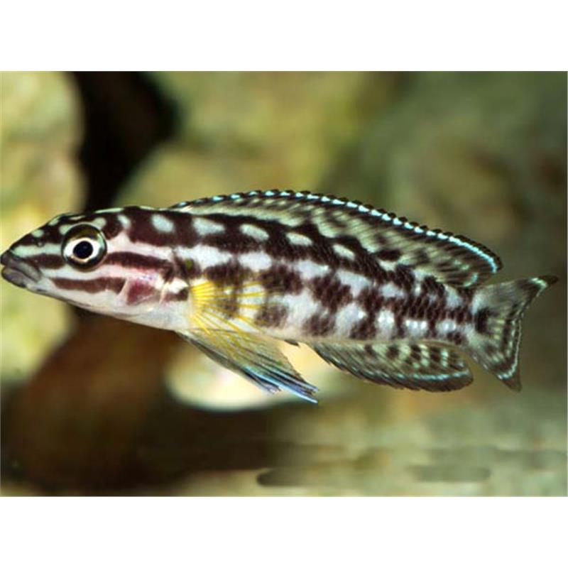 Julidochromis marlieri - imagine 4